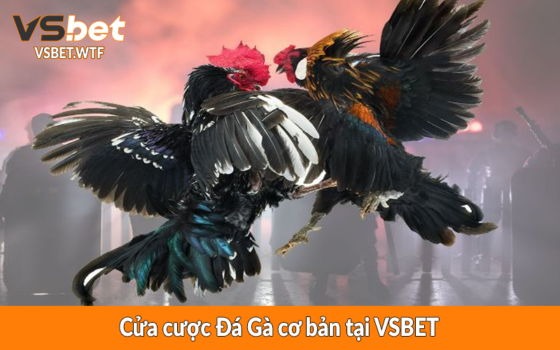 Cửa cược Đá Gà cơ bản tại VSBET Cửa cược Đá Gà cơ bản tại VSBET