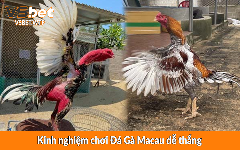 Kinh nghiệm chơi Đá Gà Macau dễ thắng Kinh nghiệm chơi Đá Gà Macau dễ thắng